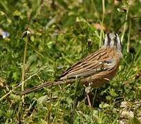 Rock Bunting