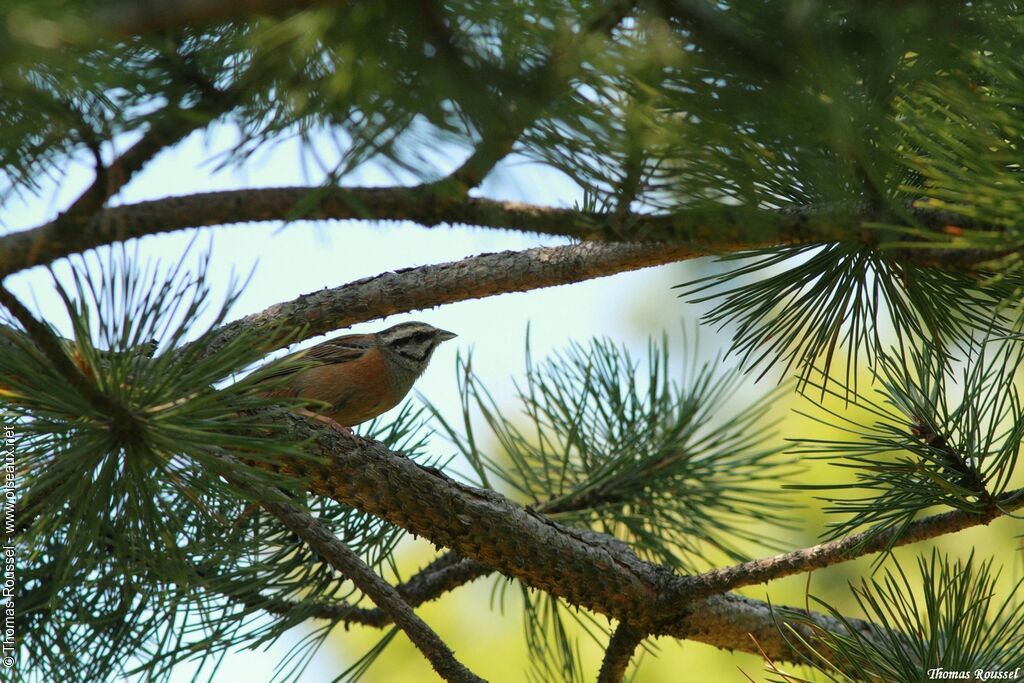 Rock Bunting