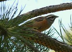 Rock Bunting