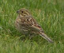 Cirl Bunting