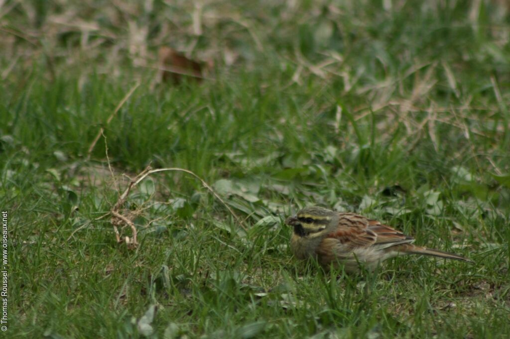 Cirl Bunting male adult