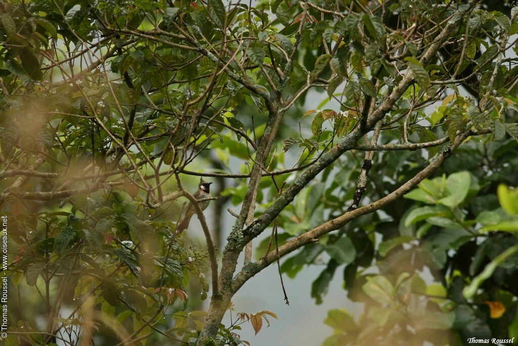 Himalayan Bulbul, identification