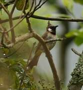 Himalayan Bulbul