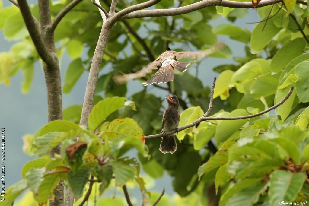 Bulbul à ventre rouge, Nidification, Comportement