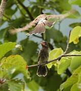 Red-vented Bulbul