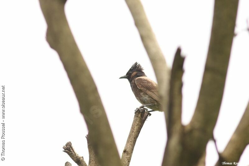 Red-vented Bulbul, identification