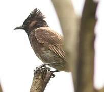 Red-vented Bulbul