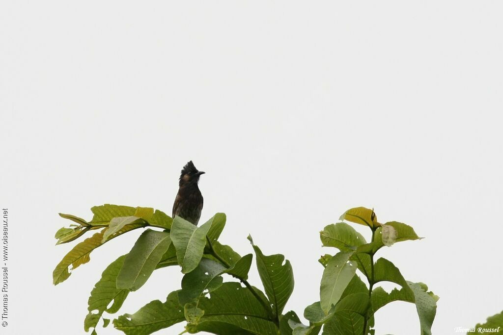 Bulbul à ventre rouge