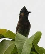 Bulbul à ventre rouge