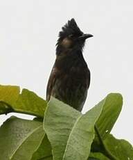 Bulbul à ventre rouge