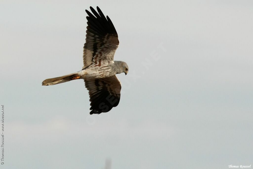 Montagu's Harrier male adult, Flight