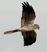 Montagu's Harrier