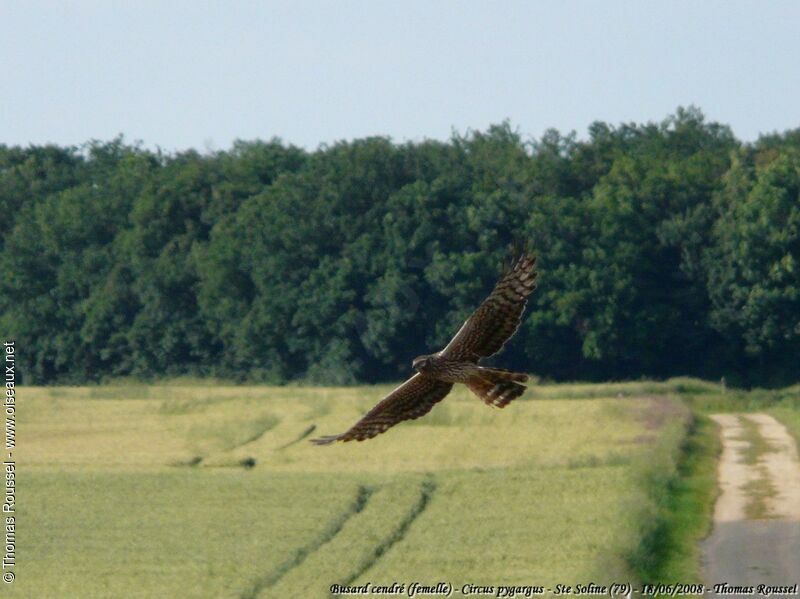 Montagu's Harrier female adult post breeding, Flight