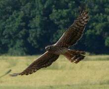 Montagu's Harrier