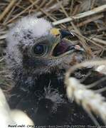 Montagu's Harrier