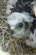 Montagu's Harrier