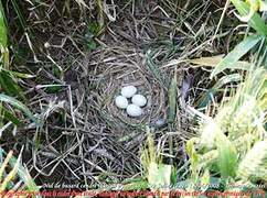 Montagu's Harrier