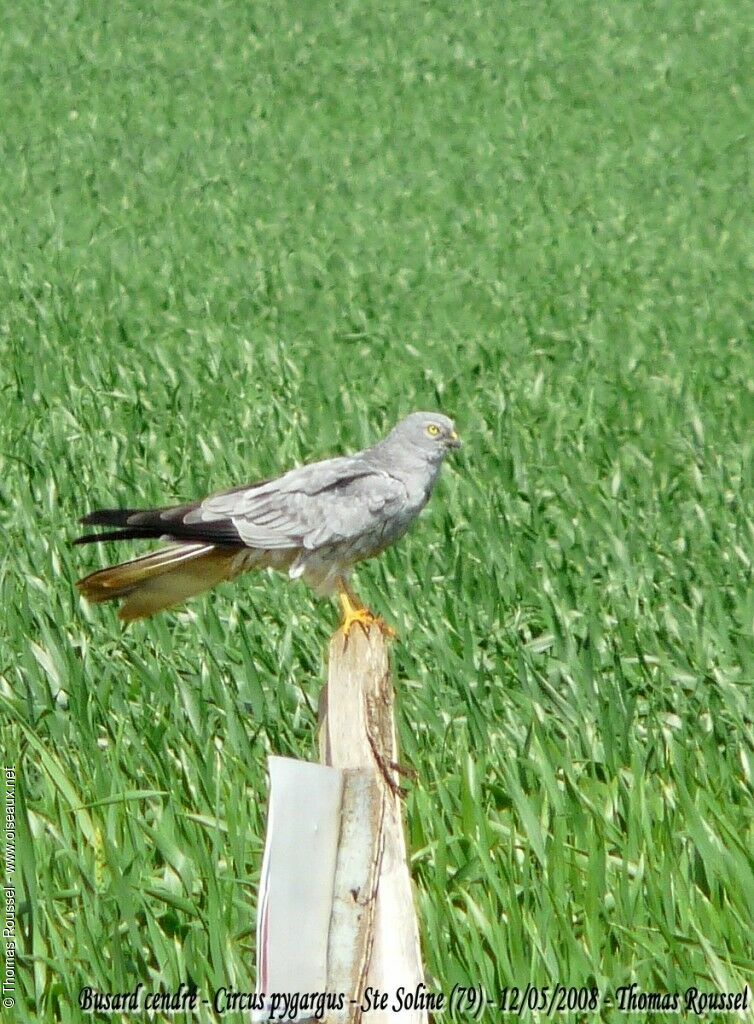 Busard cendré mâle adulte nuptial, identification