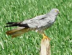 Montagu's Harrier