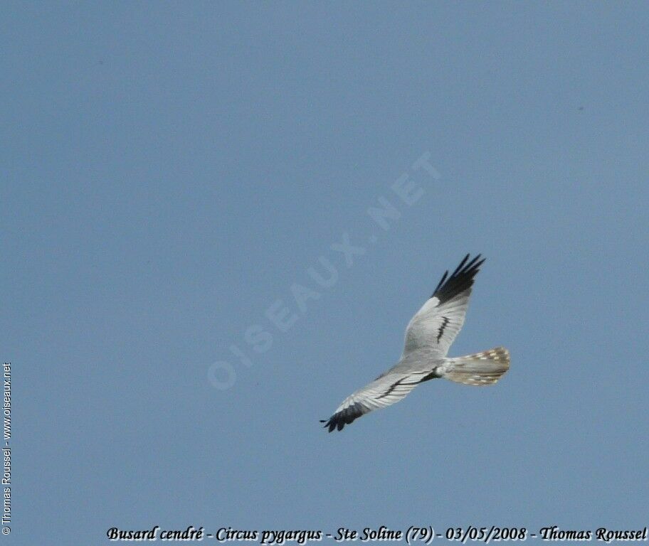 Montagu's Harrier male adult breeding, Flight