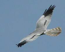 Montagu's Harrier