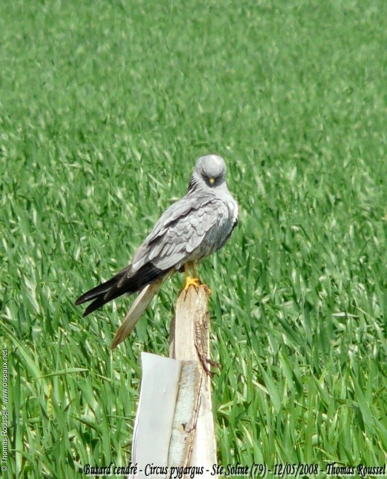 Montagu's Harrier male adult breeding