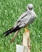 Montagu's Harrier