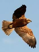 Western Marsh Harrier