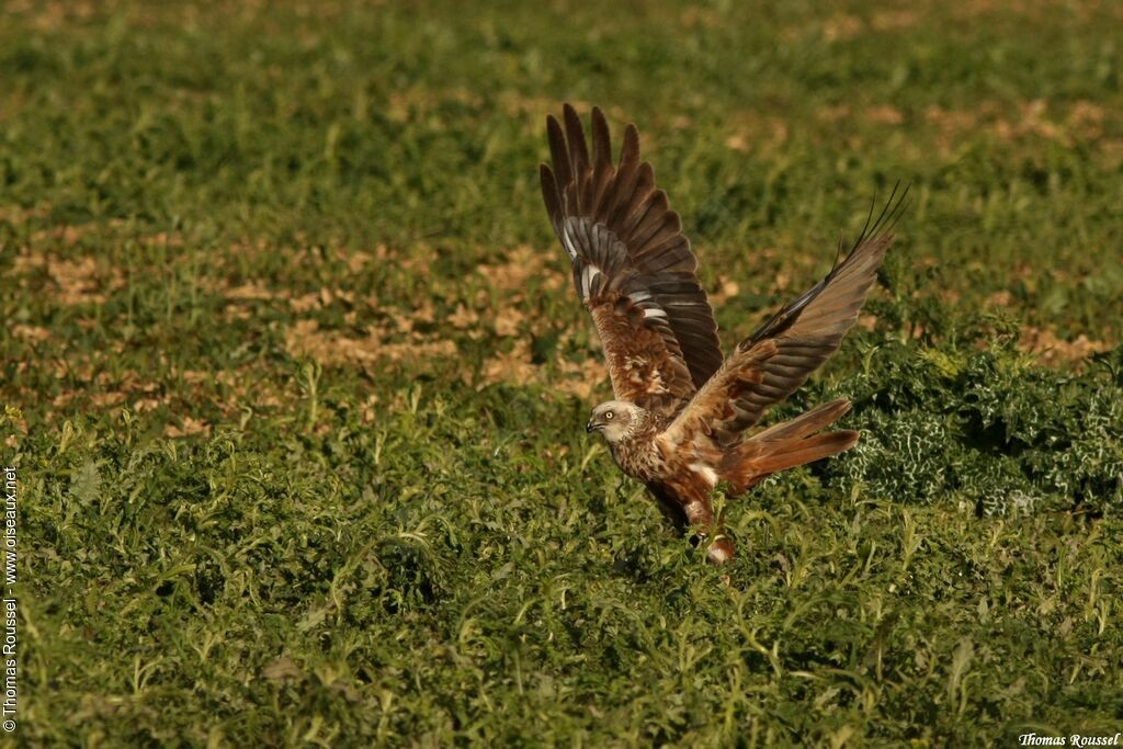 Busard des roseaux mâle, identification