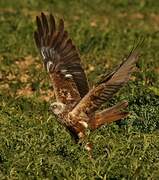 Western Marsh Harrier