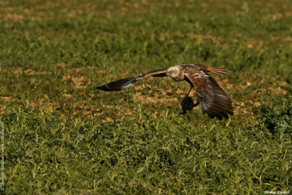 Western Marsh Harrier male, identification, Flight, feeding habits