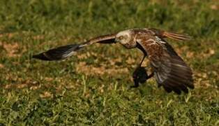 Western Marsh Harrier