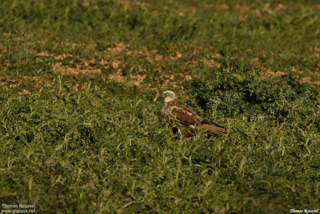 Busard des roseaux mâle 2ème année, identification