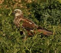 Western Marsh Harrier