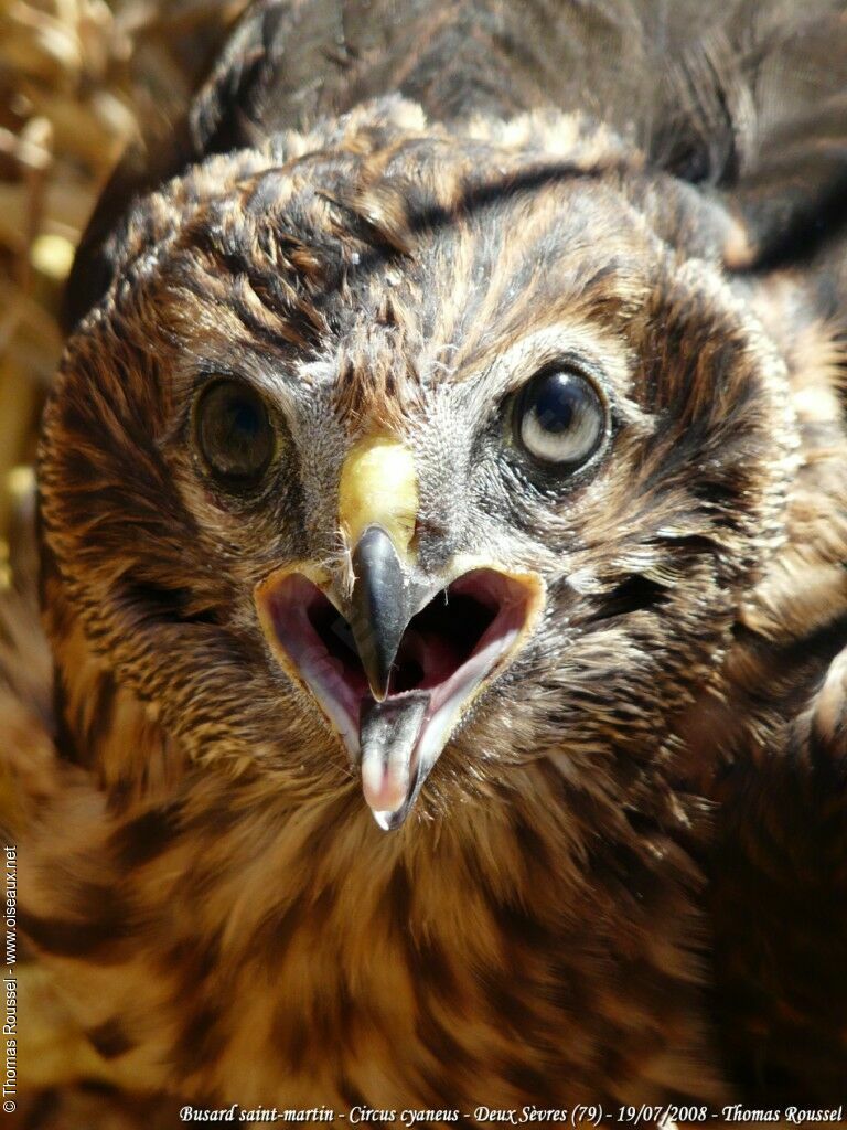 Hen Harrier male First year, Reproduction-nesting