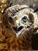 Hen Harrier