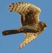 Hen Harrier