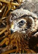 Hen Harrier