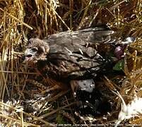 Hen Harrier