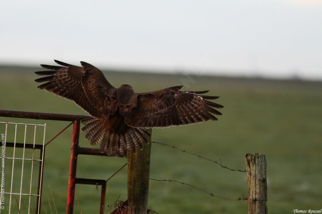 Common Buzzard, Flight