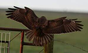 Common Buzzard