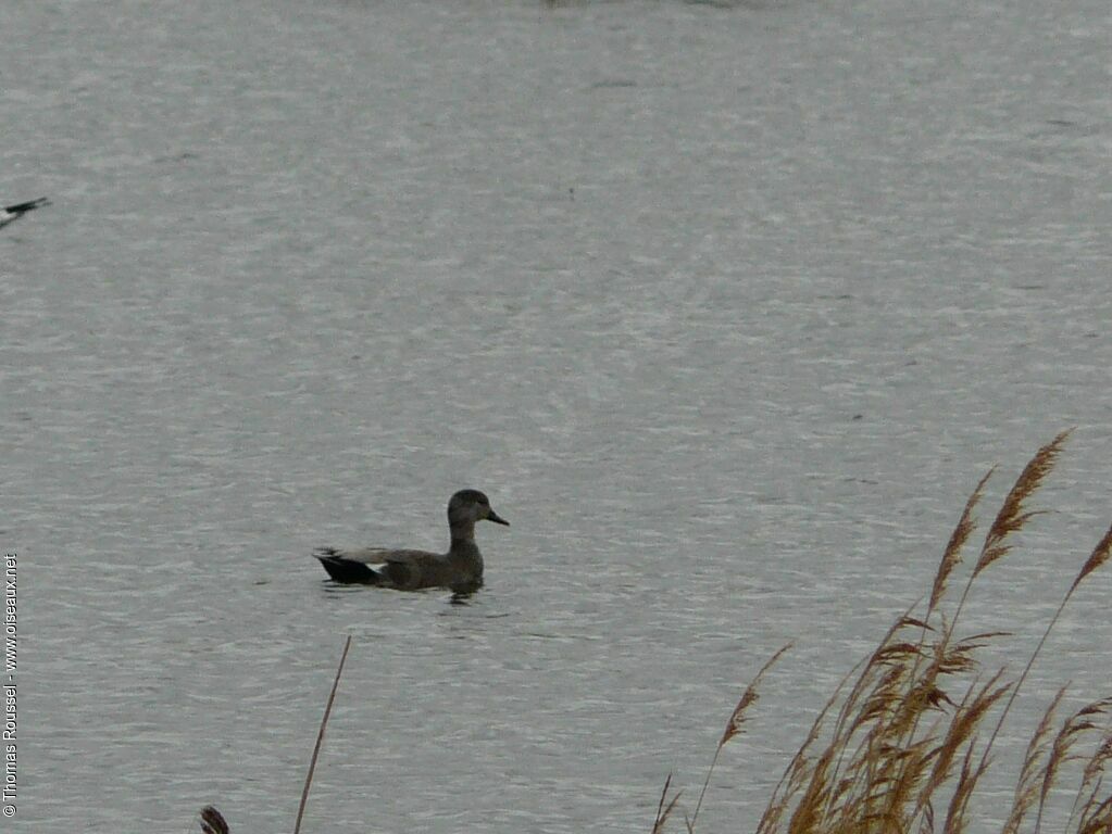 Canard chipeau