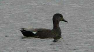 Canard chipeau