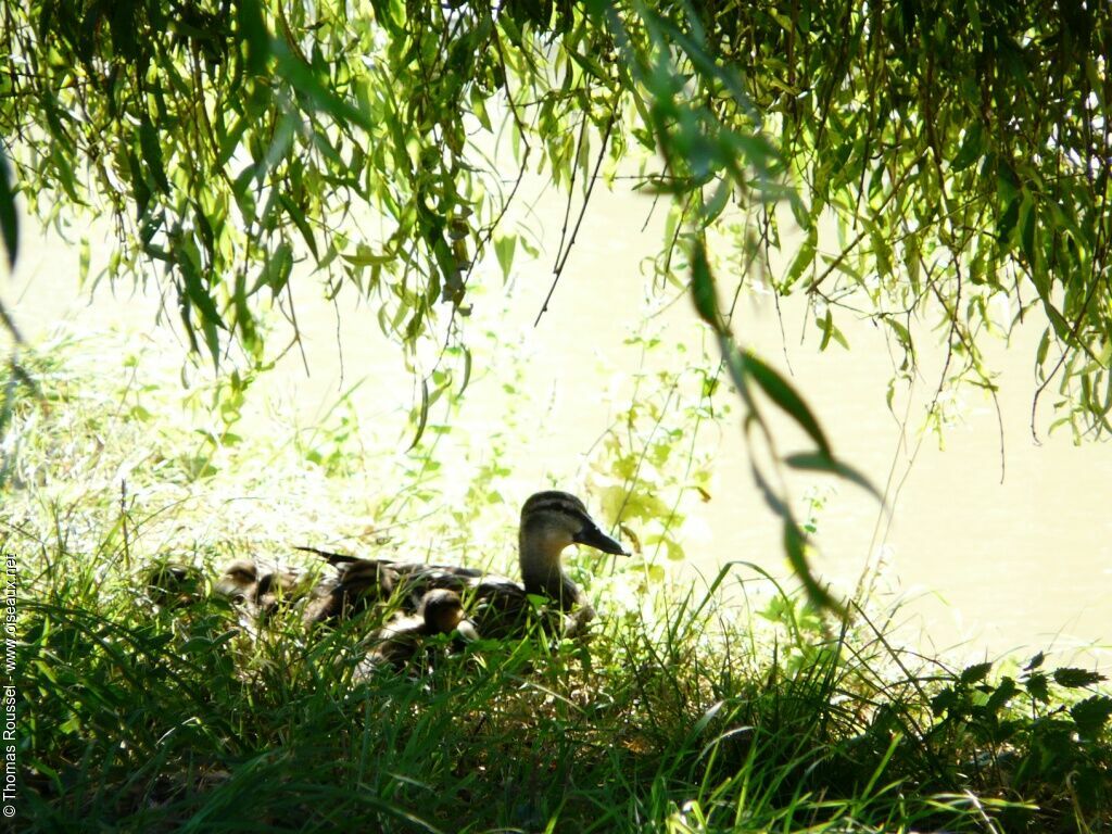 Canard colvert, Nidification