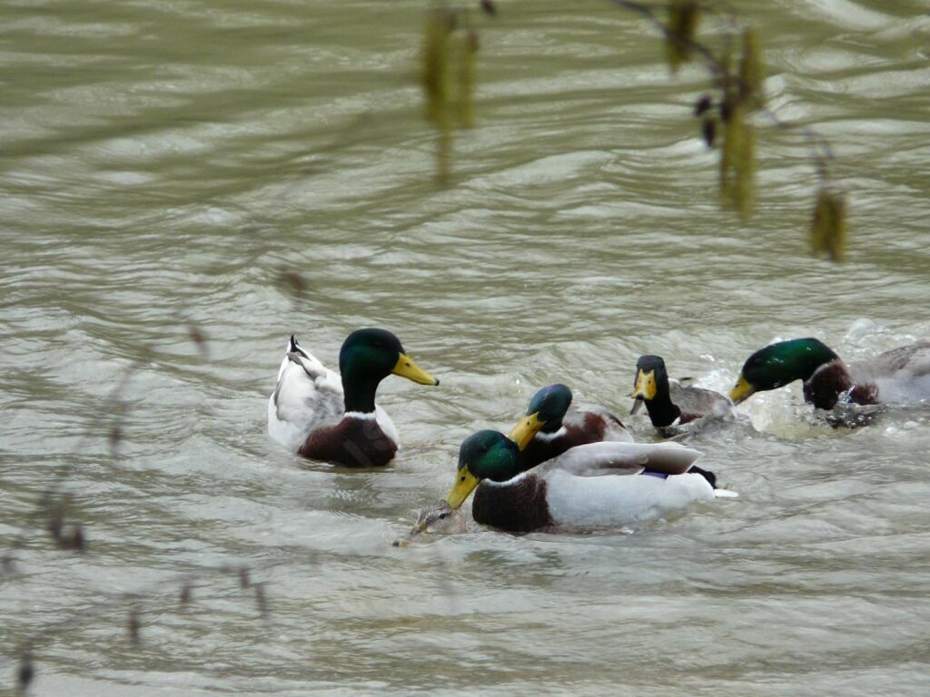 Canard colvert