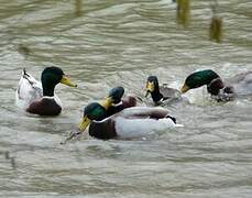 Canard colvert