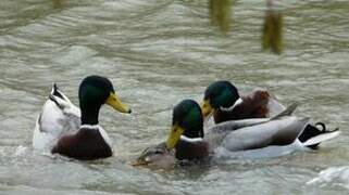 Canard colvert