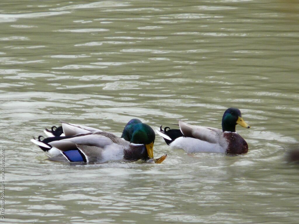 Canard colvert, Comportement