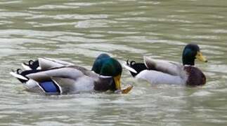 Canard colvert