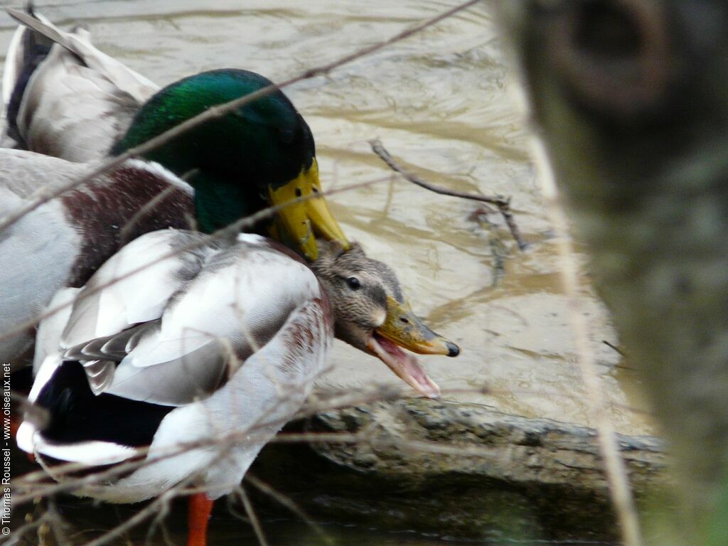 Canard colvert, Comportement